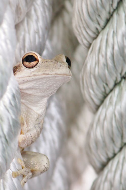 Close-up of a Cuban Tree Frog