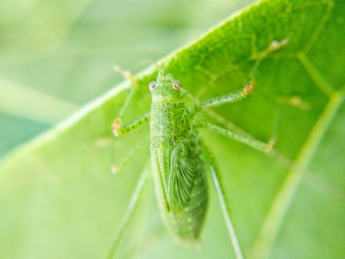 Green Grasshopper on Green Leaf