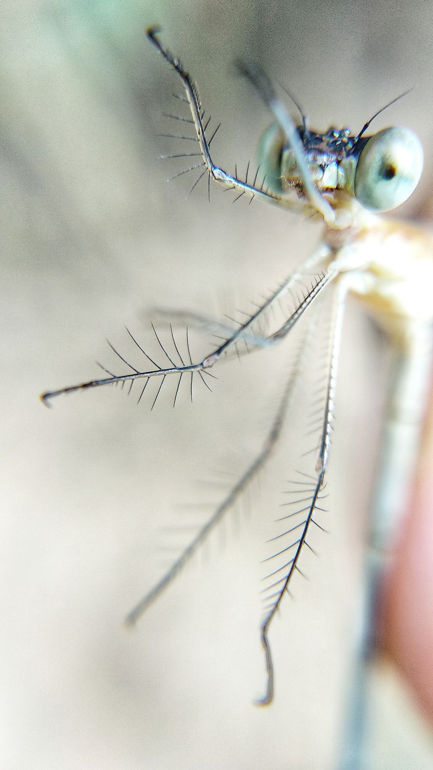 Dragonfly in Close Up Photography · Free Stock Photo