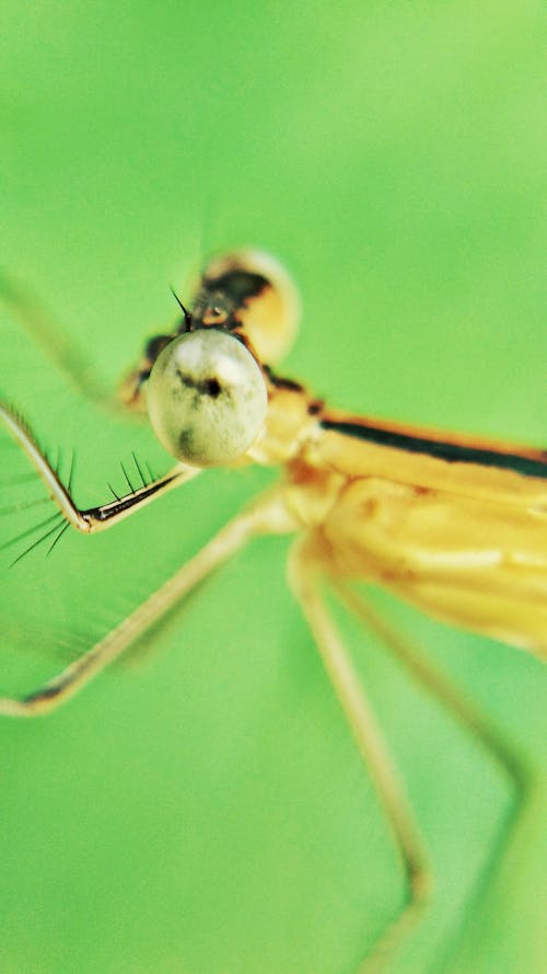 Dragonfly in Close Up Photography