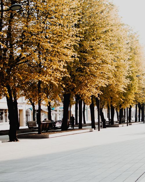 Free A tranquil city street lined with golden autumn trees and modern architecture. Stock Photo