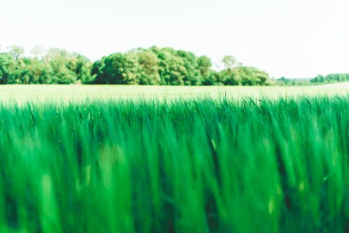 Free Vibrant green field under the sun with distant trees in the background. Stock Photo