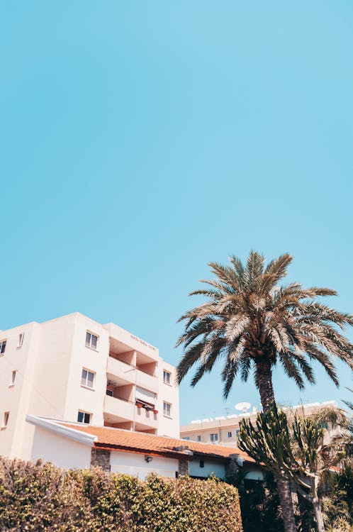 Palm Tree and Clear Sky in Town