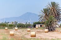 Hay Bales in Tropical Rural Field