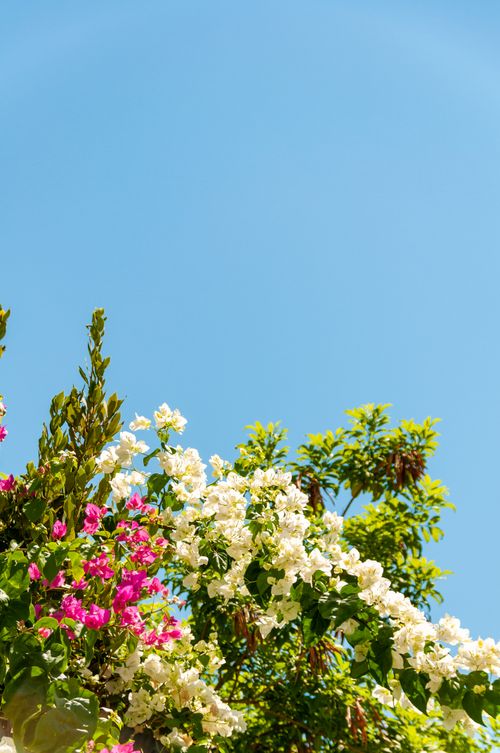 Free Vibrant pink and white bougainvillea blossoms with green foliage under a clear blue sky, capturing summer vibrance. Stock Photo
