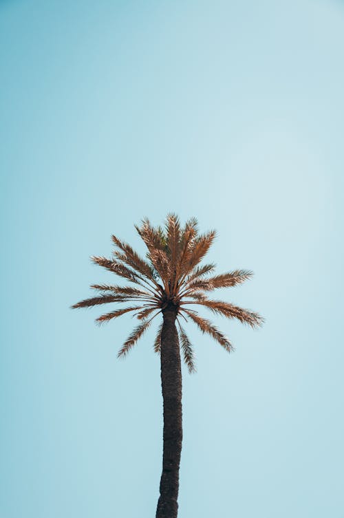 Foto profissional grátis de árvore, céu azul, exótico