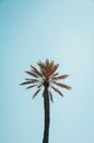 Lone Palm Tree against Blue Sky