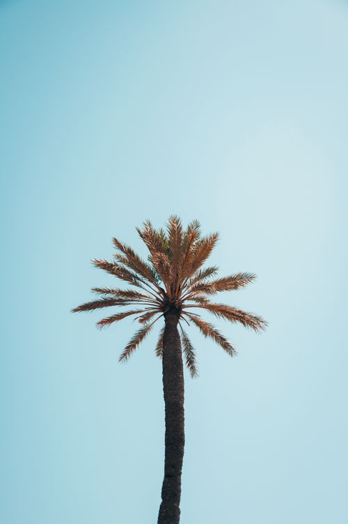 Free An isolated palm tree stands tall against a clear blue sky, evoking a tropical vibe. Stock Photo