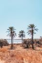 Green Palm Trees on Brown Sand Beach