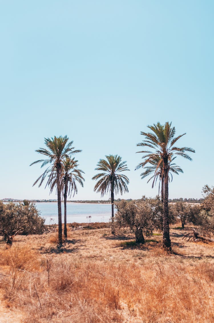 Palm Trees Growing In Oasis In Desert