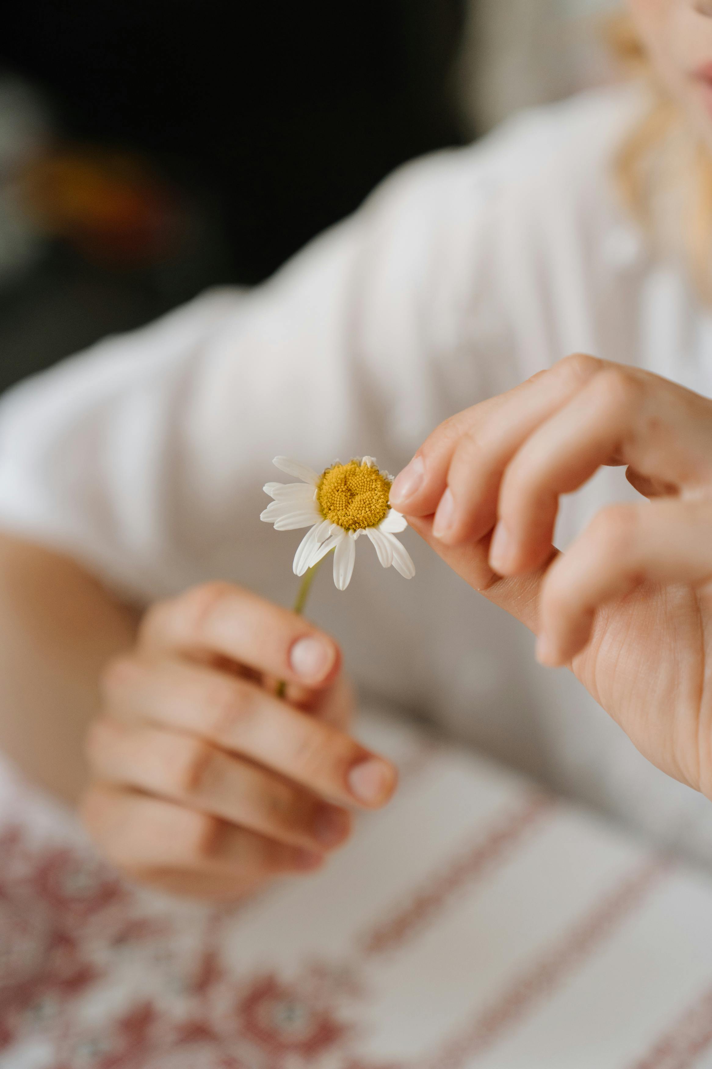 person holding white daisy flower