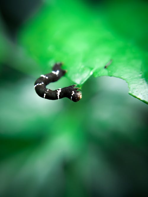 Caterpillar on Green Leaf