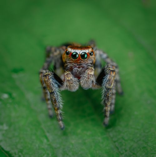 Free Wild dangerous Salticidae spider with hairy legs and many eyes sitting on green leaf in forest on summer day in nature Stock Photo