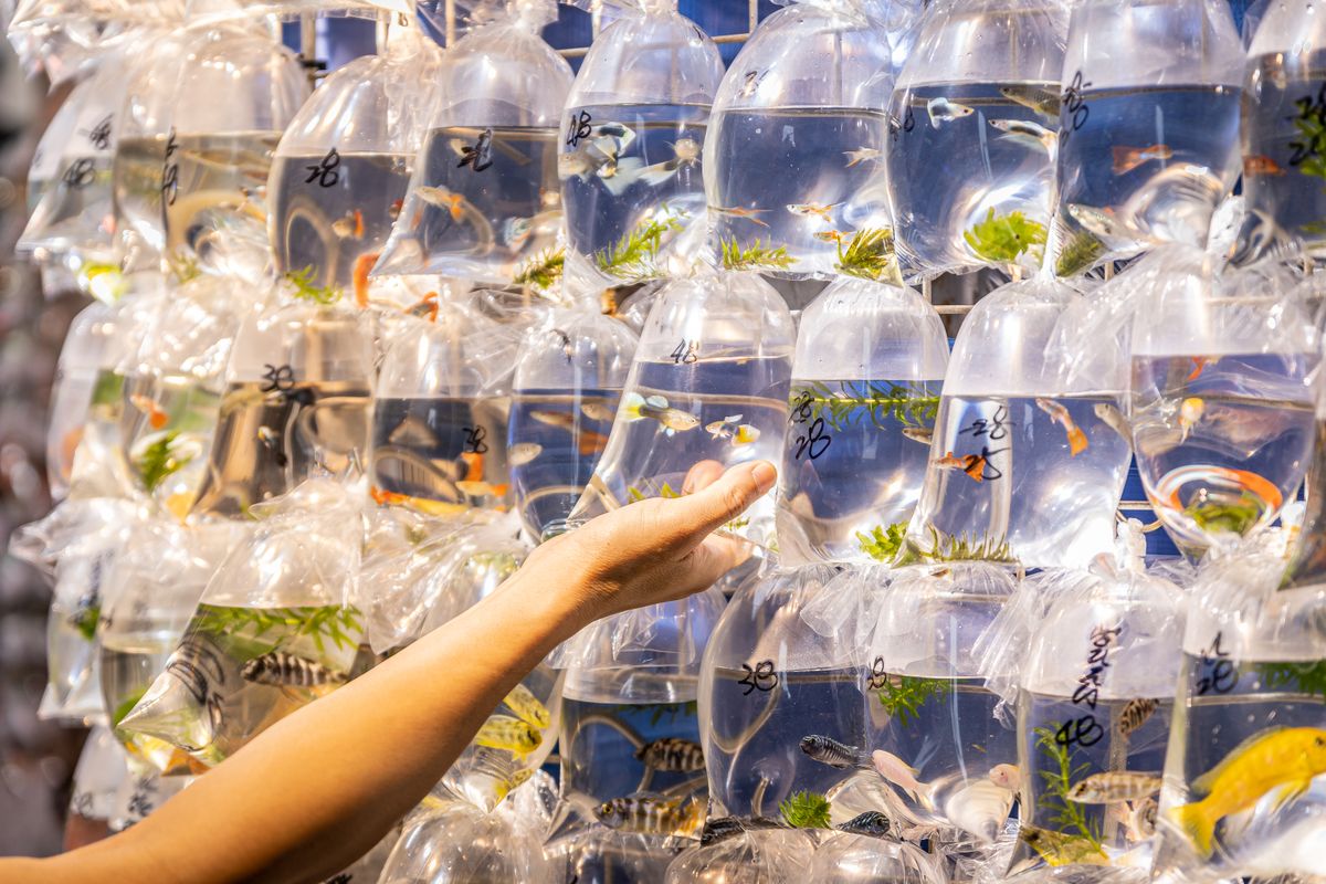A hand choosing fish held in bags at a shop