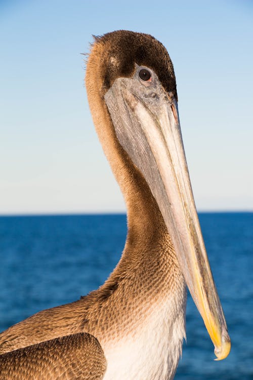 Free stock photo of brown pelican, pelican