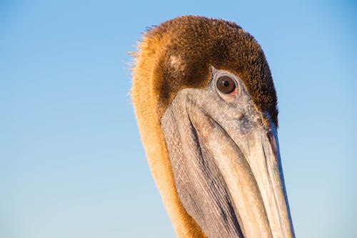 Free stock photo of brown pelican, pelican