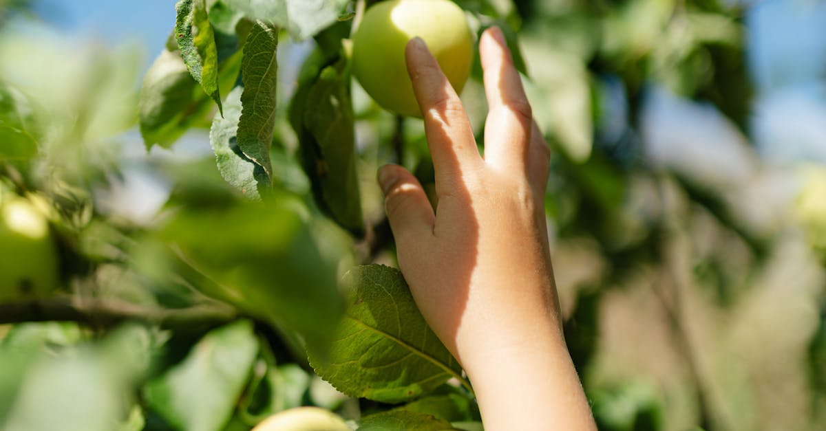 How do you make an apple tree in Minecraft