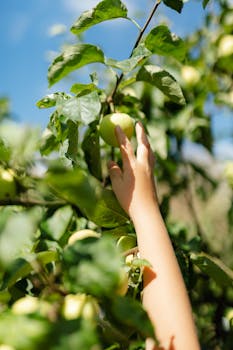 阳光明媚的果园里，一只手伸向树枝，摘取一个成熟的苹果，描绘出季节性的丰收景象