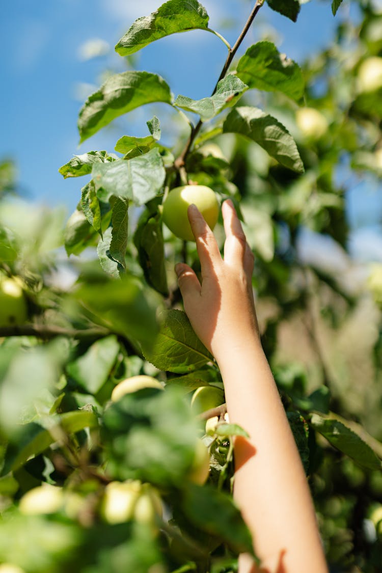 Close Up Of Hand Reaching For Apple On Tree