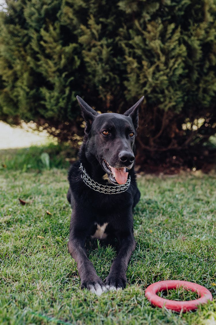 Black Dog Lying On The Ground With His Ring Toy 