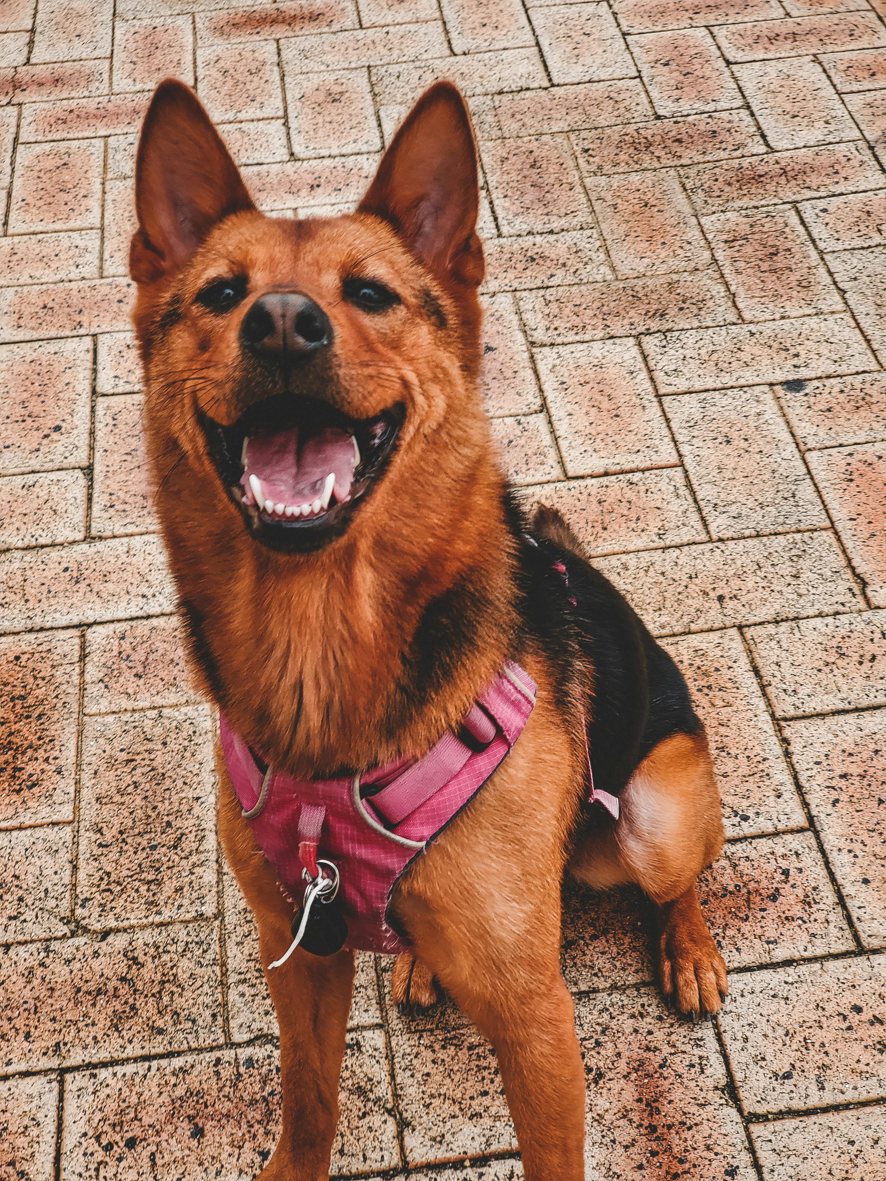 Мобильное приложение для онлайн шопинга с интерфейсом покупки