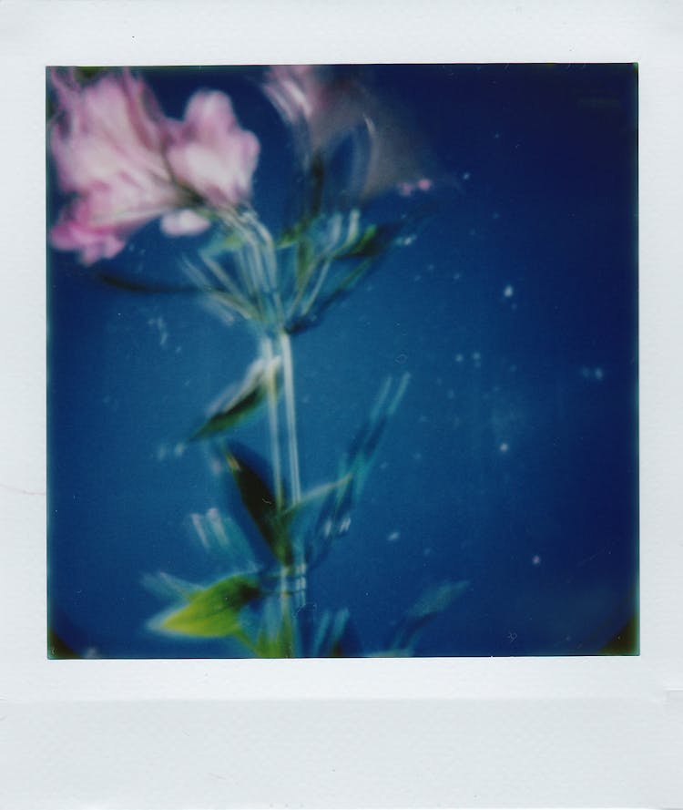 Blurred Polaroid Photo Of Flower