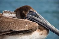Brown Pelican on Blue Water