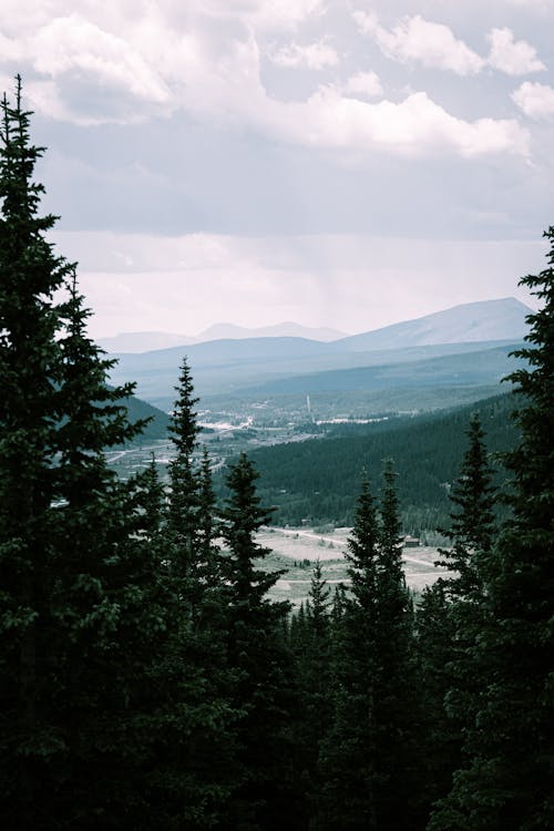 Základová fotografie zdarma na téma borovice, kopce, krajina