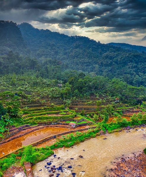 印尼, 垂直拍攝, 水稻梯田 的 免費圖庫相片