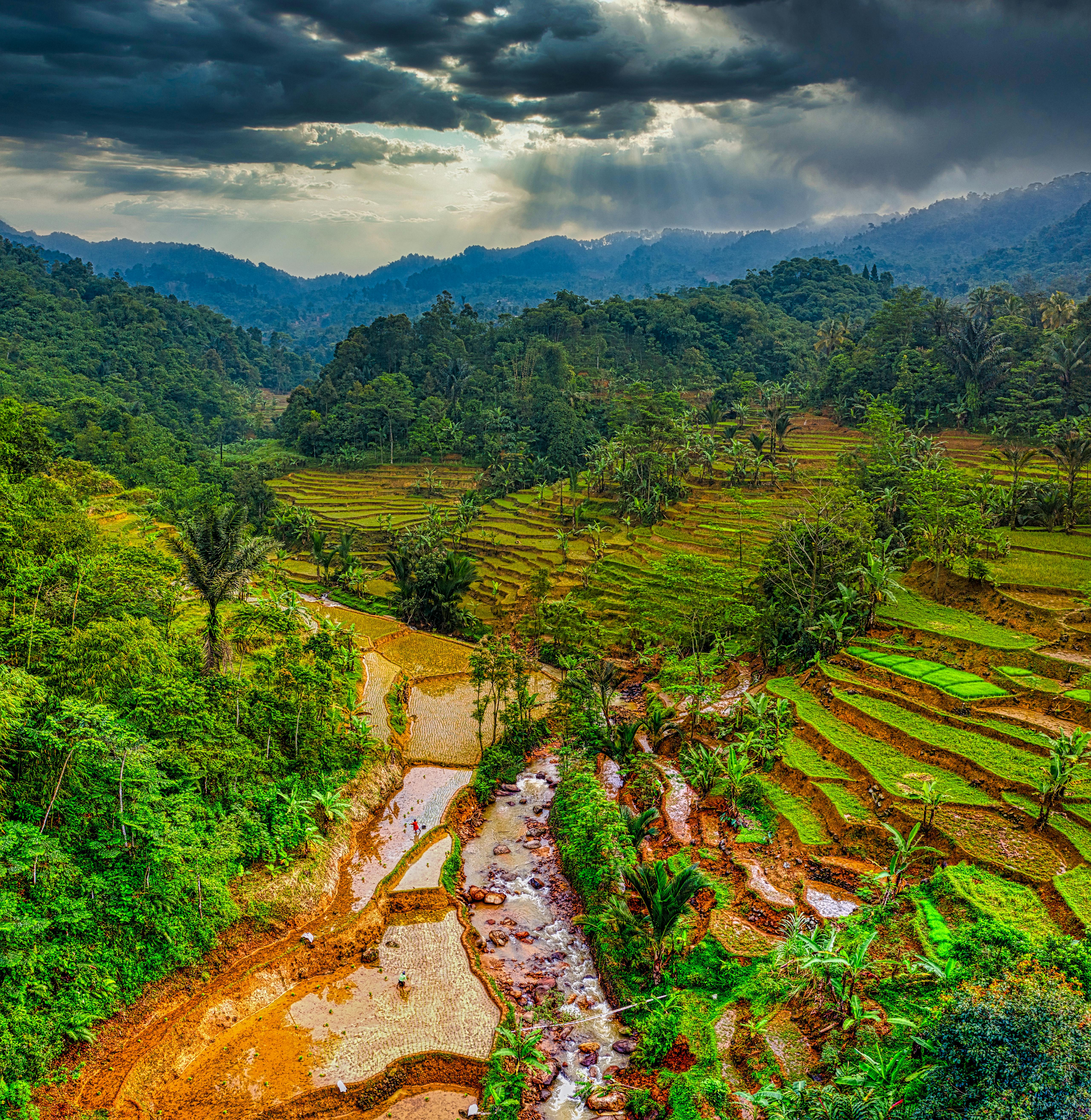 rice terraces in west java indonesia