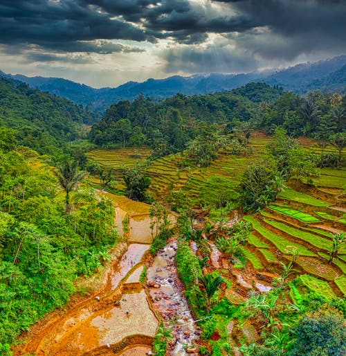印尼, 垂直拍攝, 水稻梯田 的 免費圖庫相片