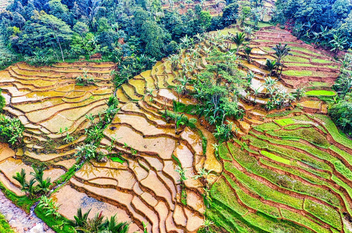 Drone Shot of Rice Terraces in West Java, Indonesia · Free Stock Photo