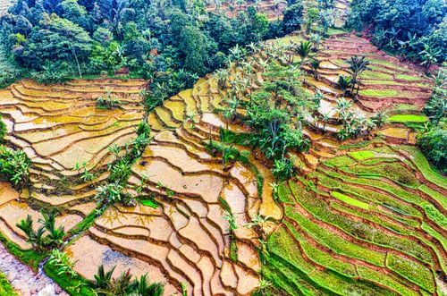 Free Stunning aerial shot capturing rice terraces in lush West Java, Indonesia. Stock Photo