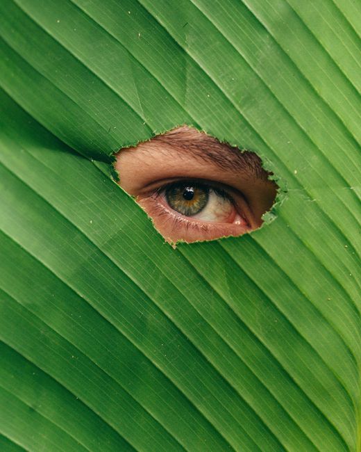 Close-up of an eye peeking through a hole in a vibrant green leaf, nature concept.