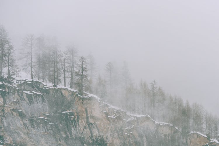 Forested Hill Slope During Severe Snowfall