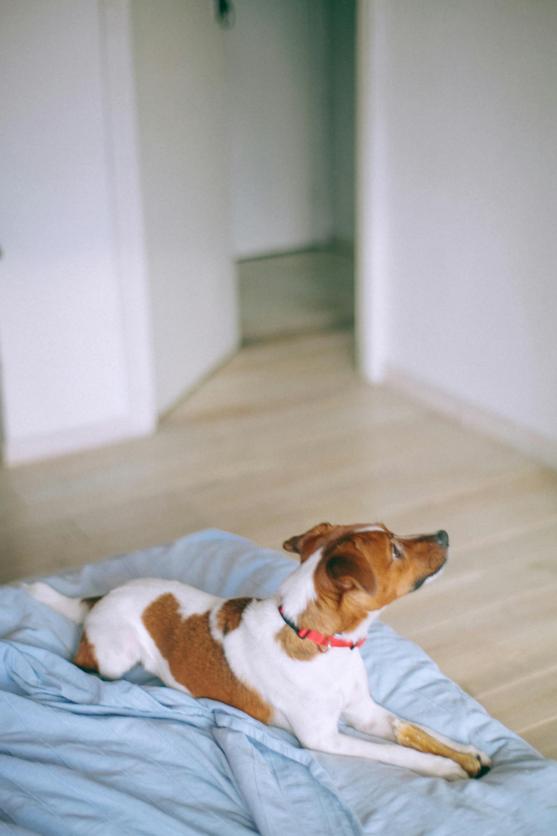 Adorable purebred dog relaxing on bed at home · Free Stock Photo