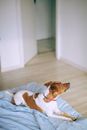 一只平静的杰克罗素梗犬正躺在舒适的床上，享受着室内的宁静时光