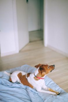 一只平静的杰克罗素梗犬正躺在舒适的床上，享受着室内的宁静时光