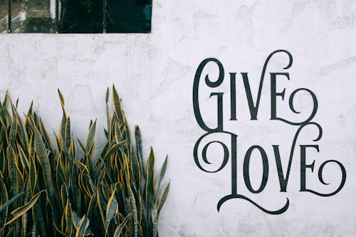 Tropical Dracaena trifasciata plant growing near wall with Give Love text