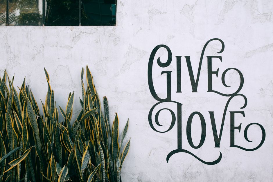 Fresh green leaves of exotic snake plant growing near white wall with Give Love inscription in sunlight