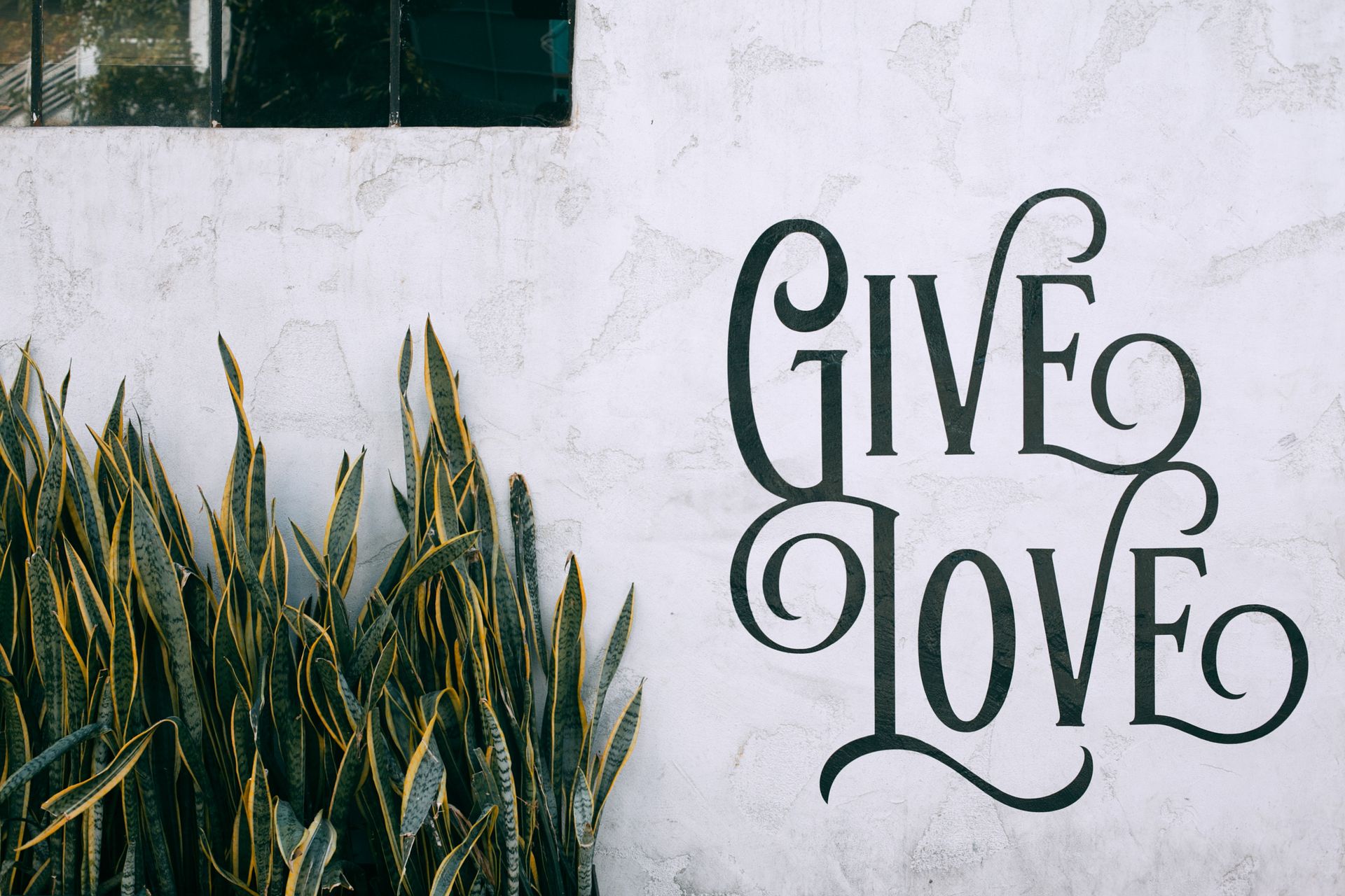 Charming wall art featuring 'Give Love' text with lush snake plants outdoors.