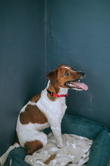 Purebred dog with tongue out and spotted coat sitting on crumpled blanket while looking up in house