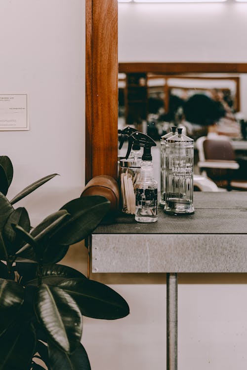 Rubber plant against French press and spray bottle in house