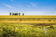Landscape With Horses and Fields