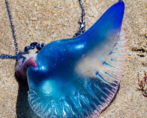 Free stock photo of jelly fish, jellyfish, man of war jellyfish