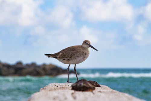 Free stock photo of birds eye view, perched bird, sandpiper