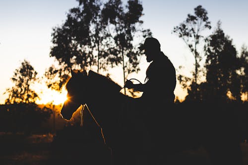 Free stock photo of caballo, campo, montar a caballo