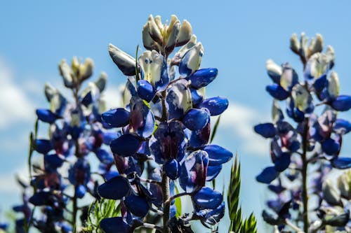 Free stock photo of bluebonnet, bluebonnets, flowers