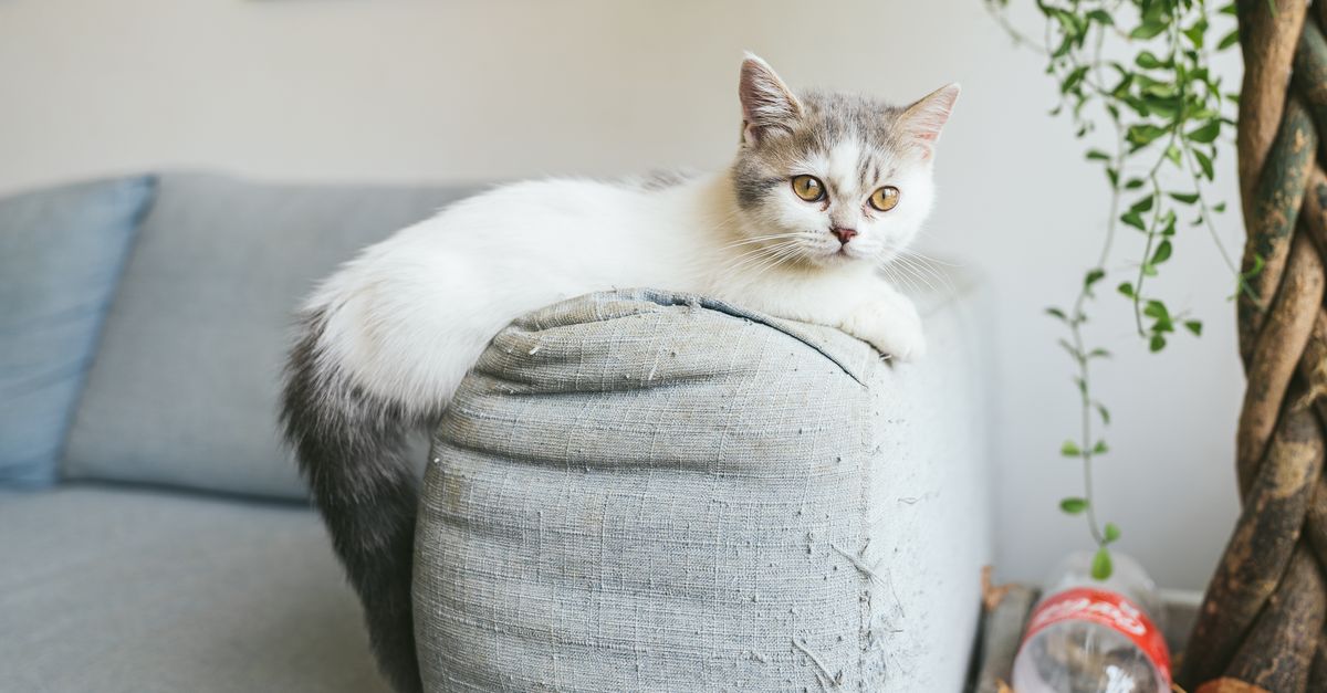 Gato munchkin adorável relaxando em um sofá interno, cercado por uma decoração de casa aconchegante.