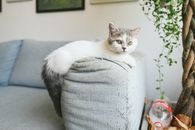 White and Black Cat on White Sofa